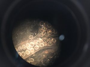 A Lymnaea stagnalis egg clutch under the microscope